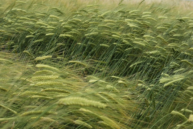 Foto campo de trigo