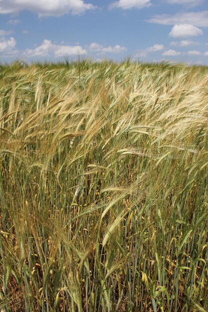 Foto campo de trigo