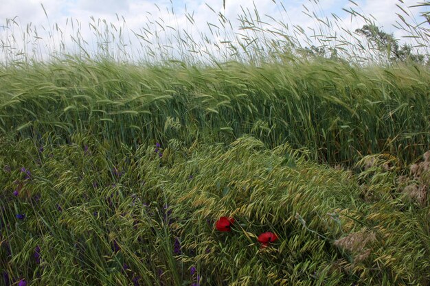 Foto campo de trigo