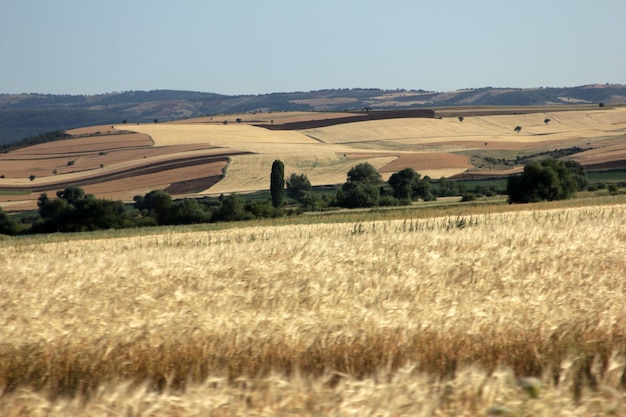 campo de trigo