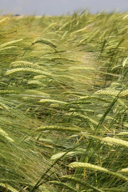 Foto campo de trigo