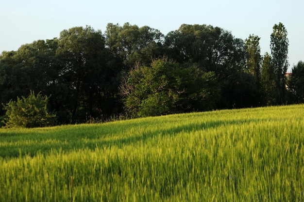 Foto campo de trigo