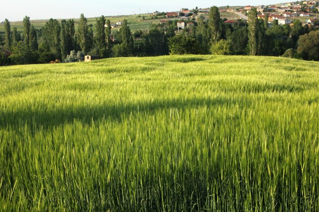 Foto campo de trigo