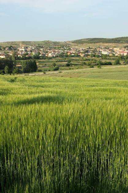 Foto campo de trigo