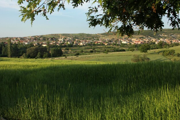 Foto campo de trigo