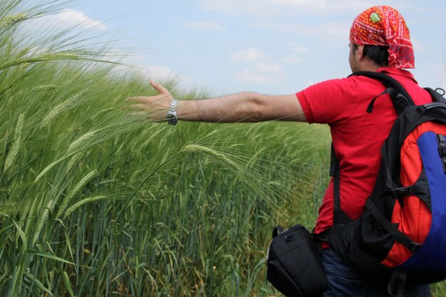 Foto campo de trigo