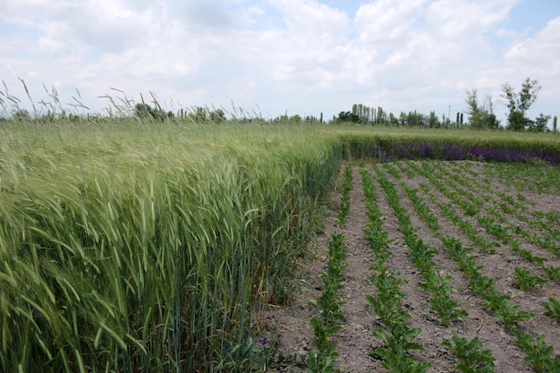 Foto campo de trigo