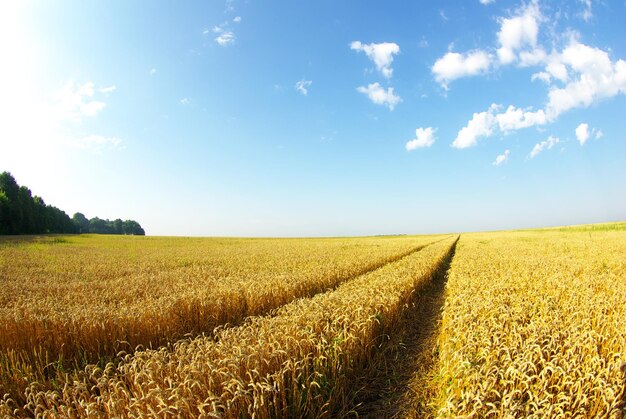 Foto campo de trigo