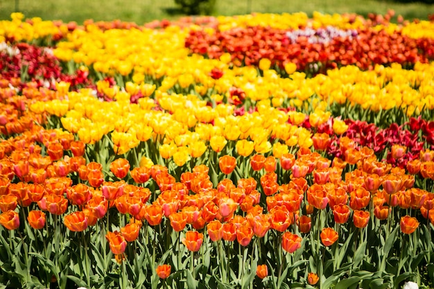 Campo de tulipa laranja e amarelo