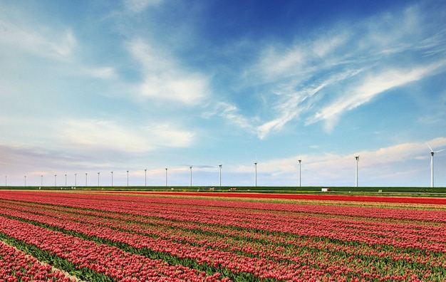 Campo de tulipa vermelha linda