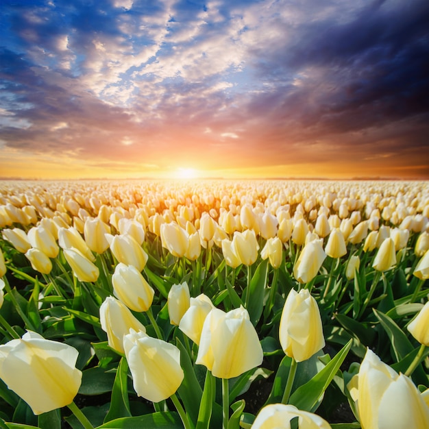 Campo de tulipas amarelas ao pôr do sol.