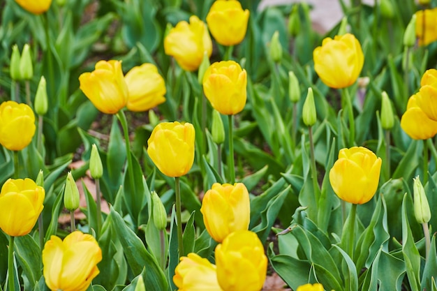 Campo de tulipas amarelas de primavera de perto