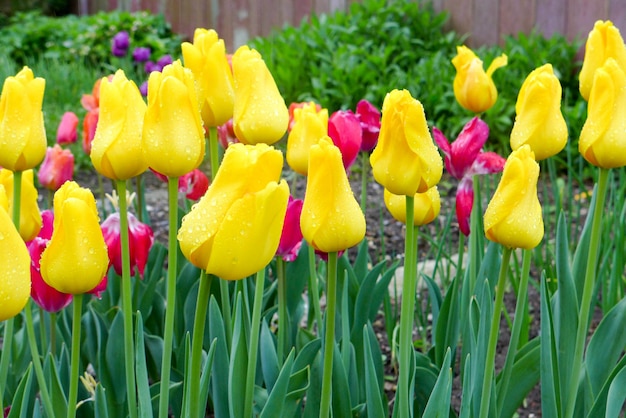 Campo de tulipas amarelas e rosa no parque