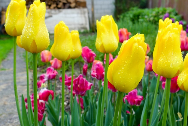 Campo de tulipas amarelas e rosa no parque