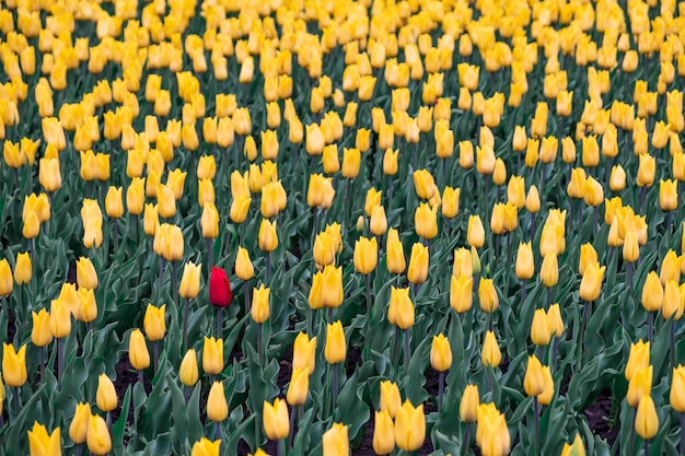 Campo de tulipas amarelas e uma tulipa vermelha. Ovelhas negras, conceito de estranho: uma flor vermelha no campo de flores amarelas.