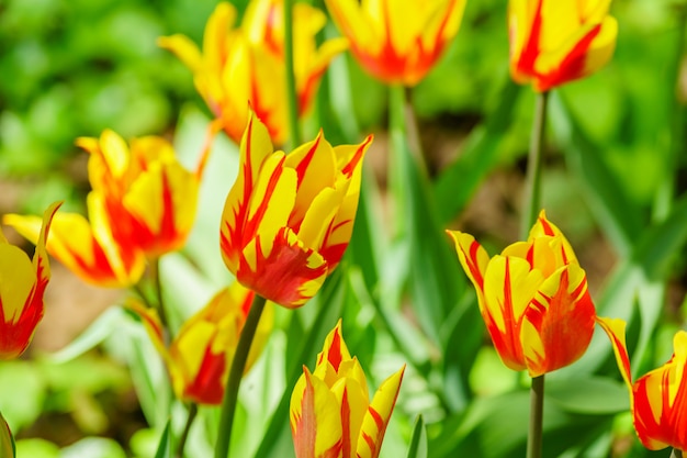 Campo de tulipas amarelas e vermelhas. Fundo flor Paisagem do jardim de verão