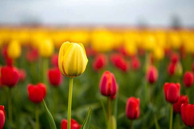 Foto campo de tulipas amarelas e vermelhas