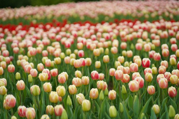 Campo de tulipas. Bela tulipa entre tulipas. Tulipas cor de rosa com close-up de listra branca. Cultivo de flores na primavera.