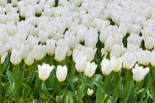 Campo de tulipas brancas florescendo com lindas flores desabrochando