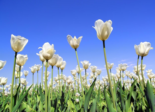 Campo de tulipas brancas florescendo