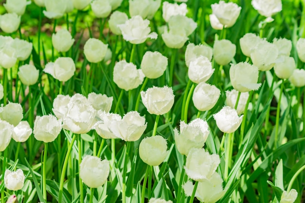 Campo de tulipas brancas. Fundo flor Paisagem do jardim de verão