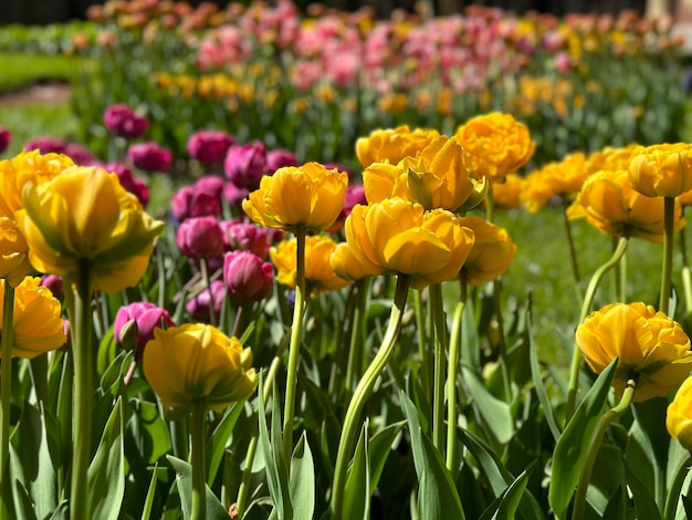 Campo de tulipas coloridas florescendo