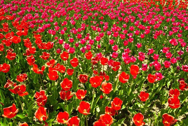 Campo de tulipas como plano de fundo