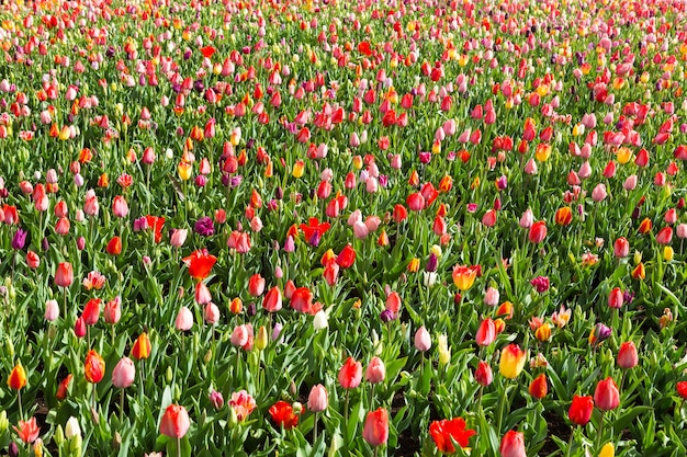 Campo de tulipas de cores misturadas no parque Keukenhof