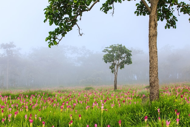 Campo de tulipas de Sião