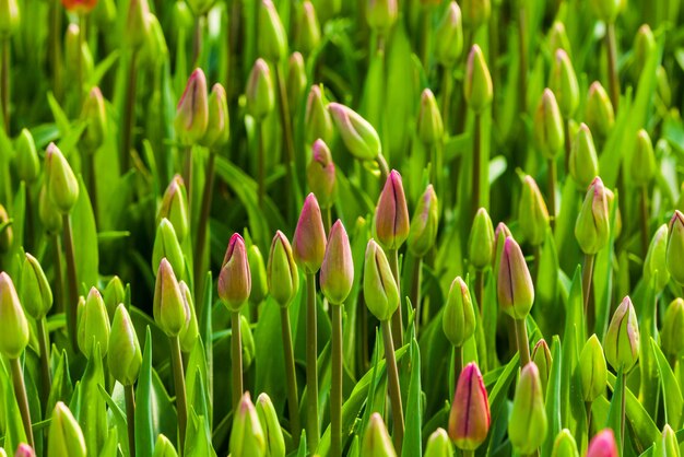 Campo de tulipas em botão rosa na primavera,