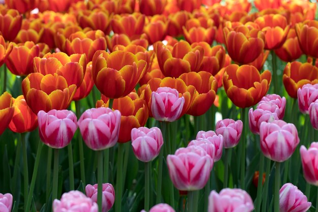 Campo de tulipas laranja e rosa florescendo