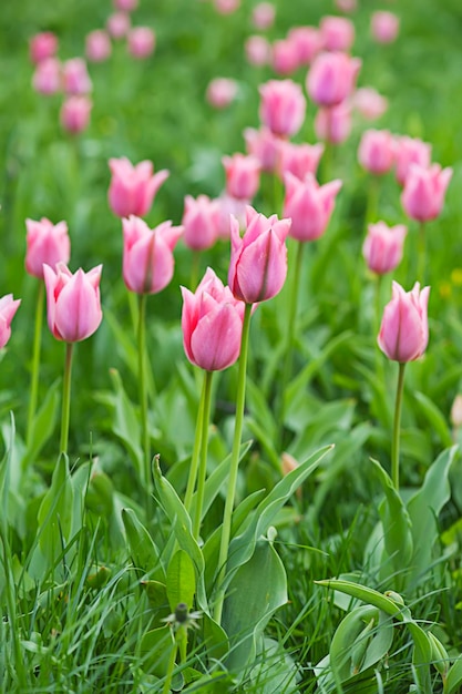 Campo de tulipas lindas rosa em fundo floral de primavera