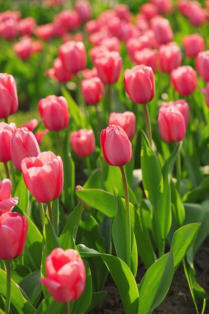 Campo de tulipas lindas vermelhas em fundo floral de primavera