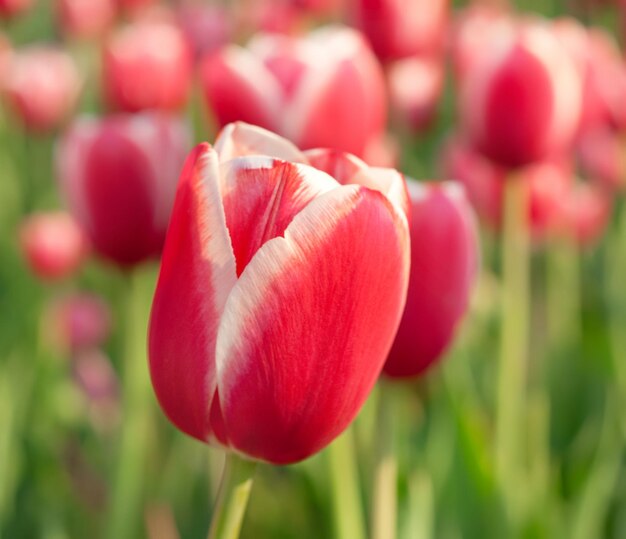 Campo de tulipas lindas vermelhas na primavera