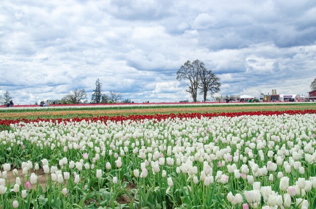 Campo de tulipas multicoloridas com céu nublado