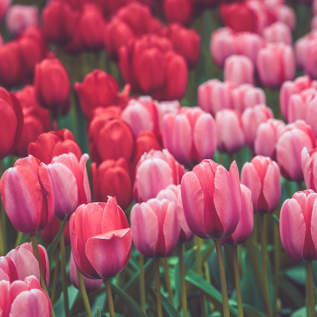 Campo de tulipas multicoloridas na Holanda