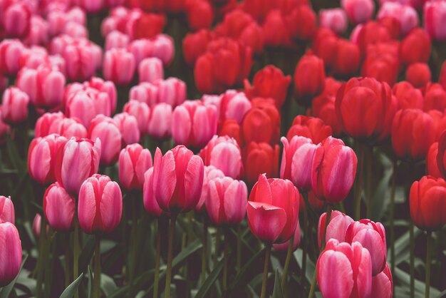 Campo de tulipas multicoloridas na Holanda