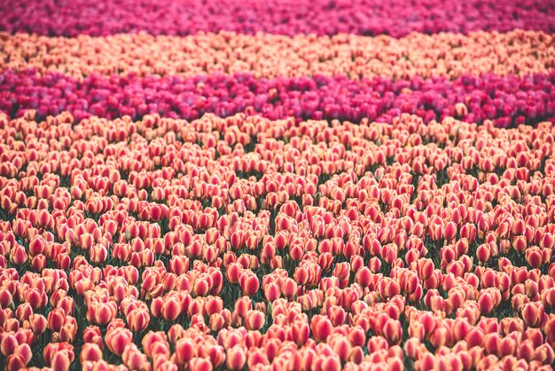 Campo de tulipas multicoloridas na Holanda