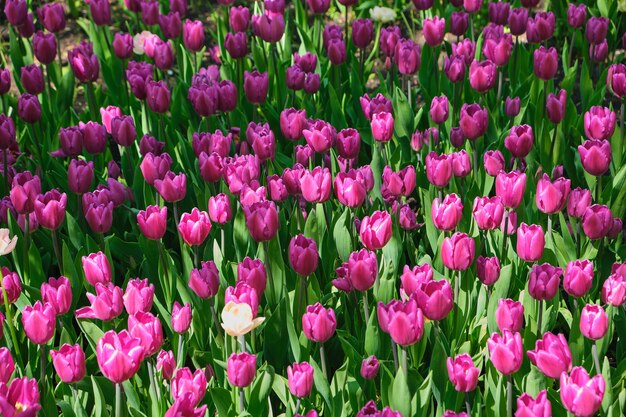 Campo de tulipas no parque com lindas tulipas roxas florescendo