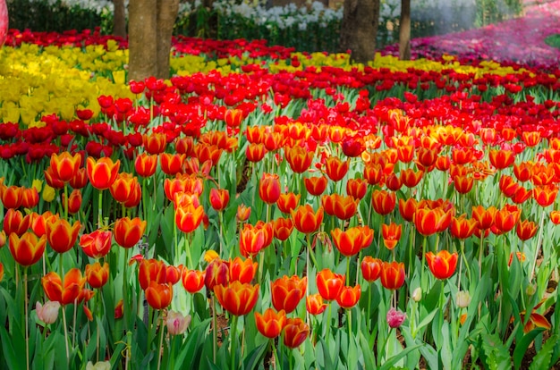 Campo de tulipas no parque