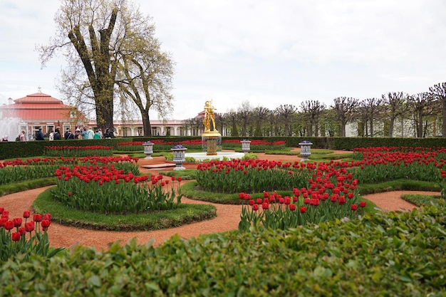 Campo de tulipas ou jardim no Parque Inferior do Palácio de Peterhof