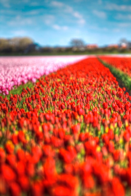 Campo de tulipas rosa vermelha e laranja na Holanda do Norte