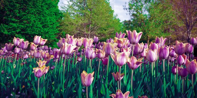 Campo de tulipas roxas visto do chão