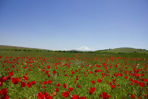 Campo de tulipas selvagens e Monte Ararat