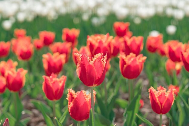 Campo de tulipas. Tulipas de flores de primavera.