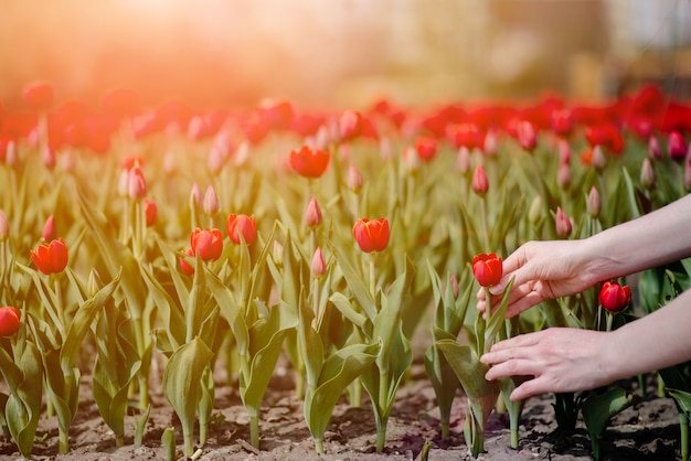 Campo de tulipas vermelhas brilhantes coloridas.