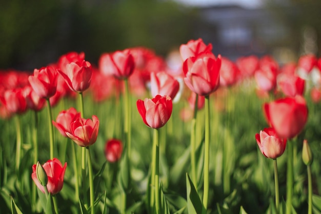 Campo de tulipas vermelhas brilhantes em flor em um jardim em um dia ensolarado de primavera com fundo desfocado