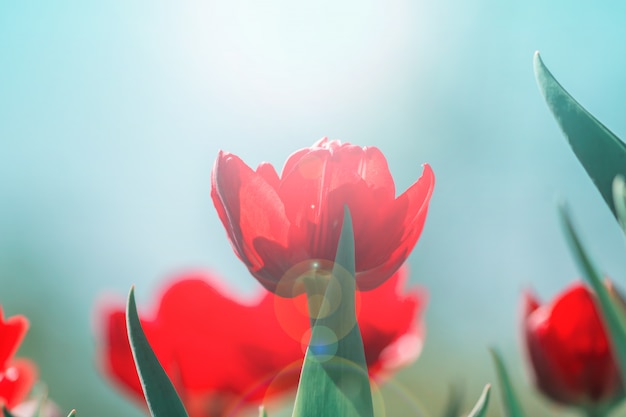 Campo de tulipas vermelhas. Fundo flor Paisagem do jardim de verão