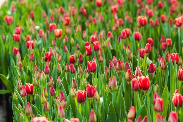 Campo de tulipas vermelhas na estufa