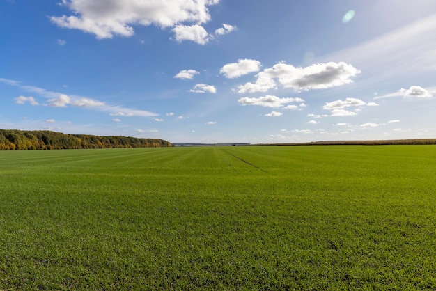 Campo de um fazendeiro onde o trigo é cultivado para colher grãos e obter ingredientes para assar pão e outros produtos alimentícios